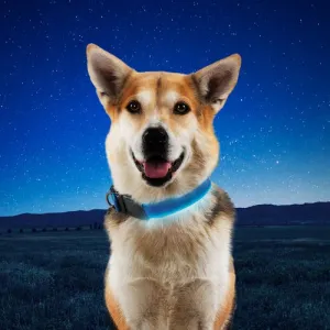 NiteDog Rechargeable LED Collar - S - Blue/Blue LED